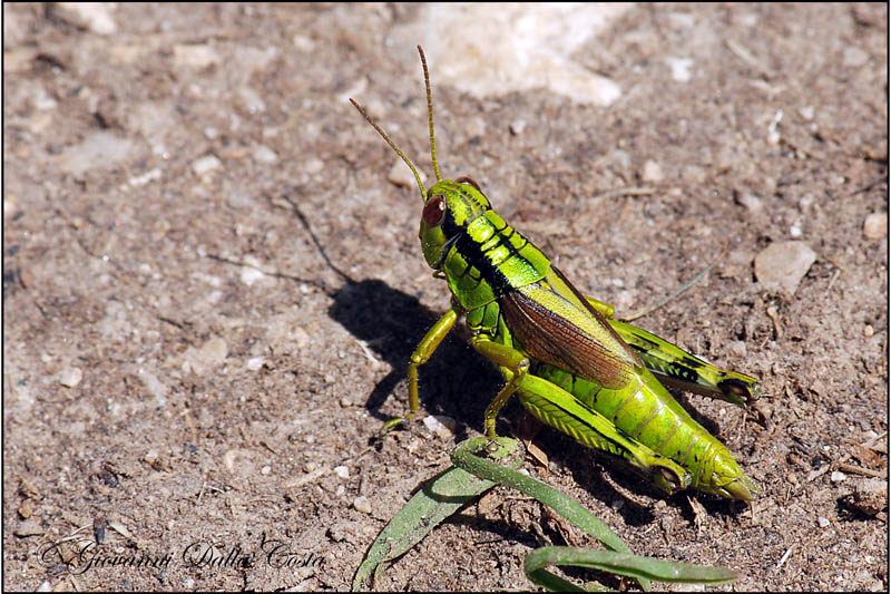 Cavallette coloratissime: Miramella (Kisella) irena